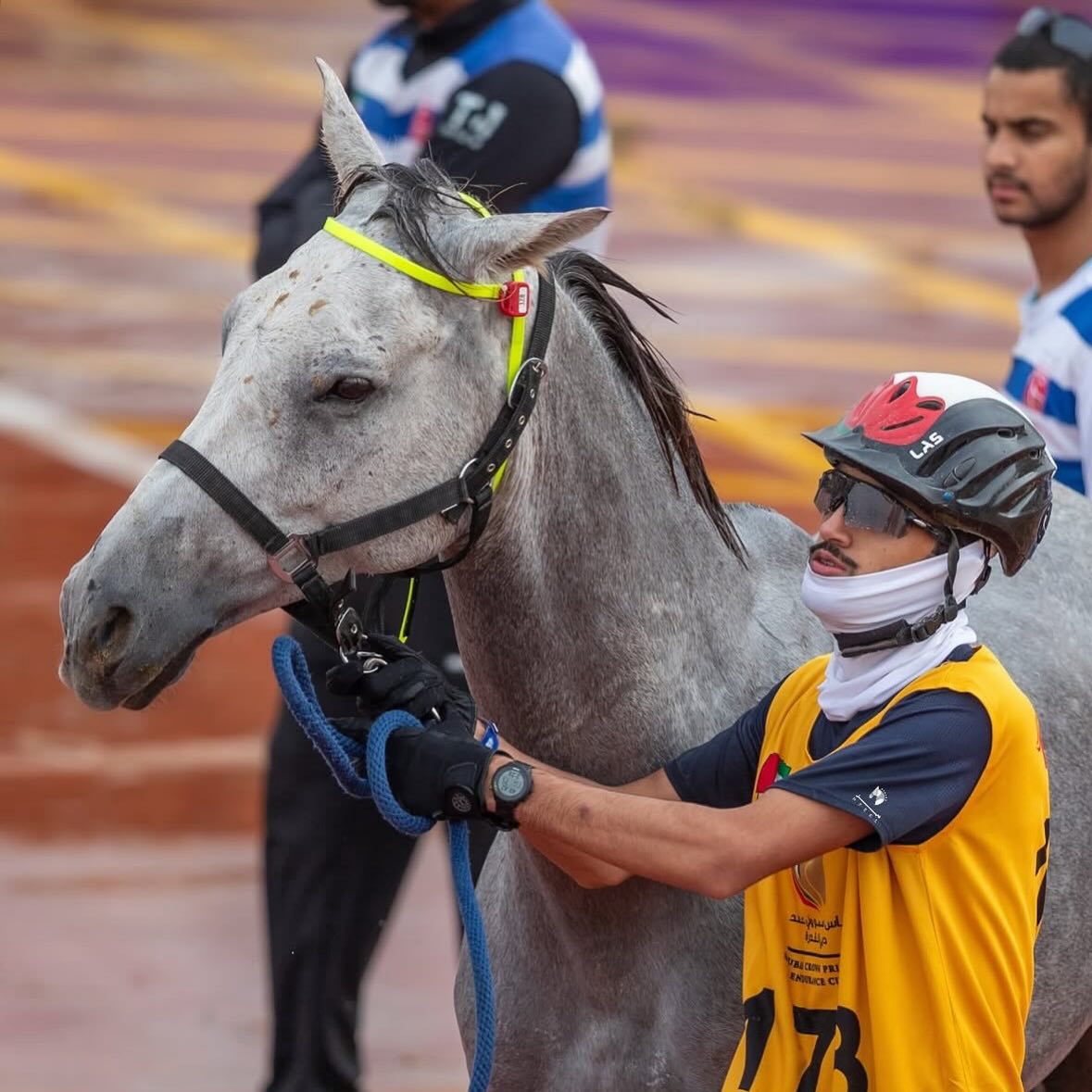 Crew member holding a grey horse at the vet gate